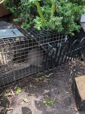 All Photos for Toppers Wildlife Removal in Garland, TX