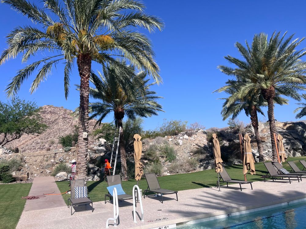 All Photos for AZ Tree & Hardscape Co in Surprise, AZ