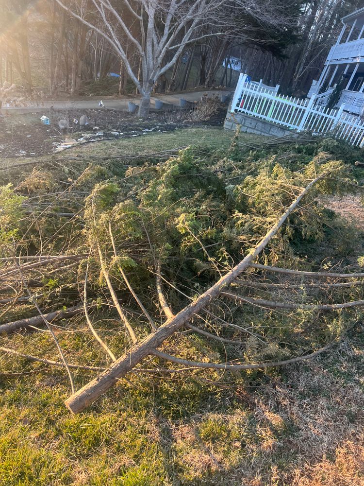 Tree Removal for Ground To Sky Tree Care in Asheville, North Carolina