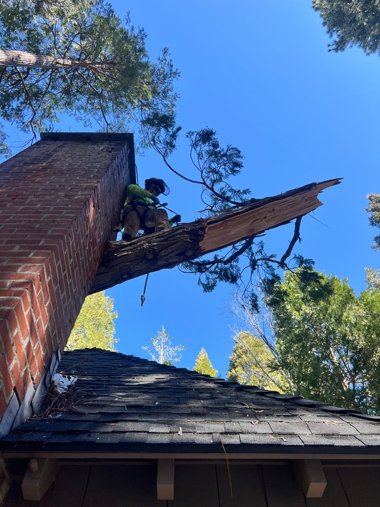 All Photos for Poseidon Valley Tree Service Corp in San Bernardino, CA