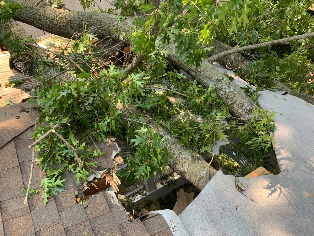 All Photos for TLC Professional Tree Service in Bedford, TX