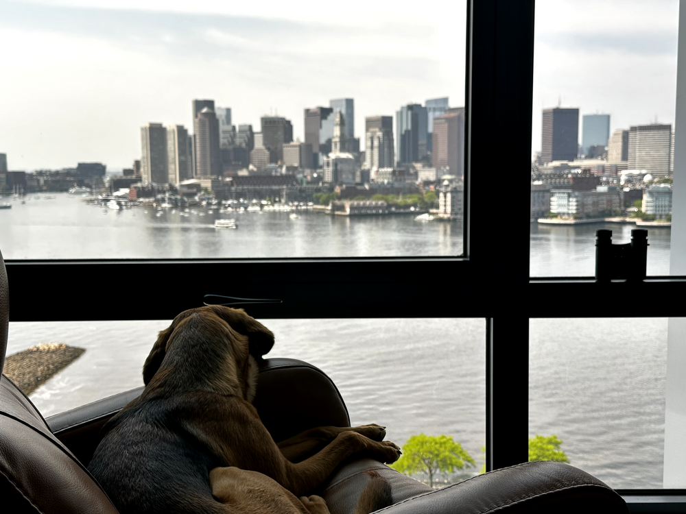 All Photos for Dumbo's Doggy Doors in City of Sammamish, WA
