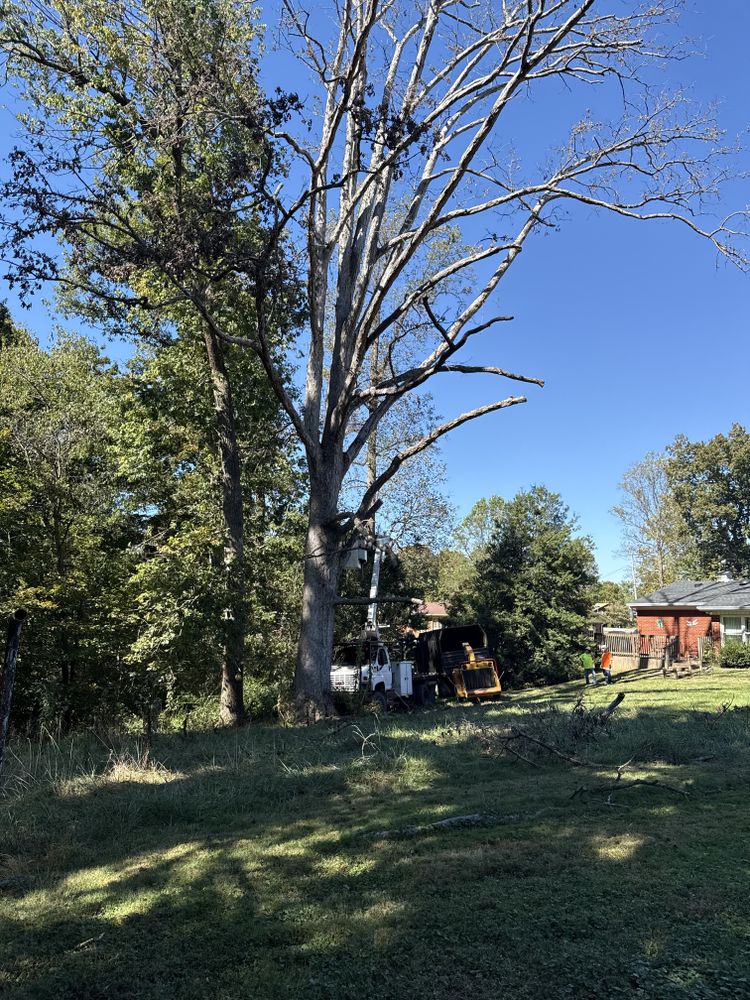 All Photos for Lightning Tree Service in Corydon, IN