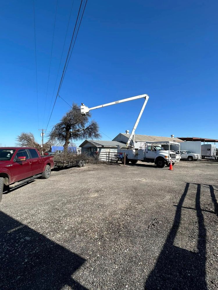 Tree Removal for Rollins Tree Service in Eastland, TX
