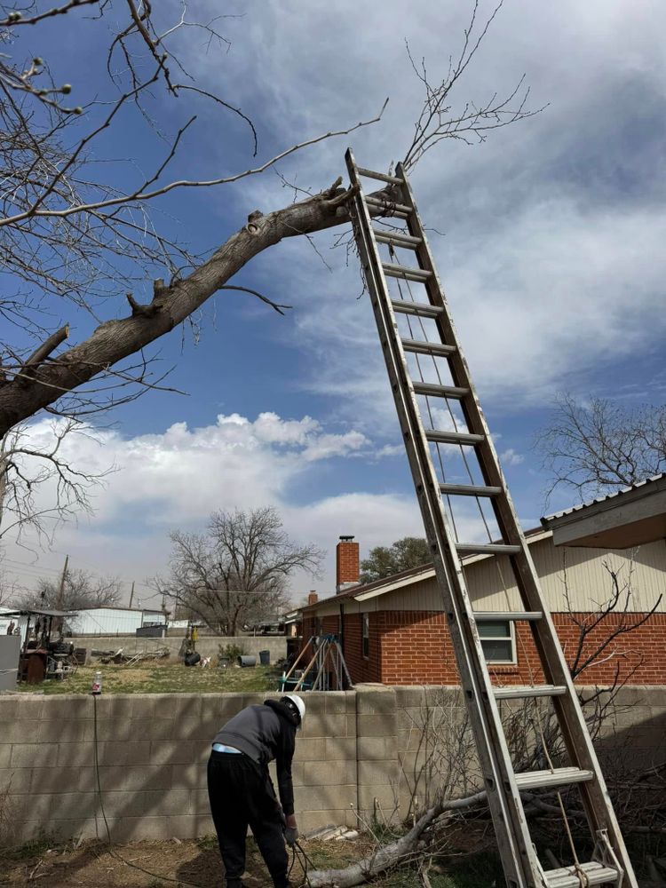 Tree Removal for Lion In The Tree Trimming Service in Big Spring, TX