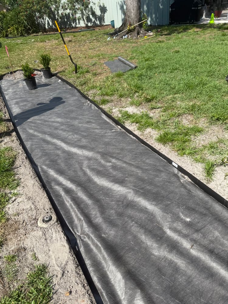 Tree Removal for Damian’s Tree Care in Sarasota, FL