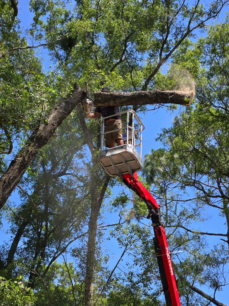 All Photos for Near Me Tree Service, Inc. in DeLand, FL