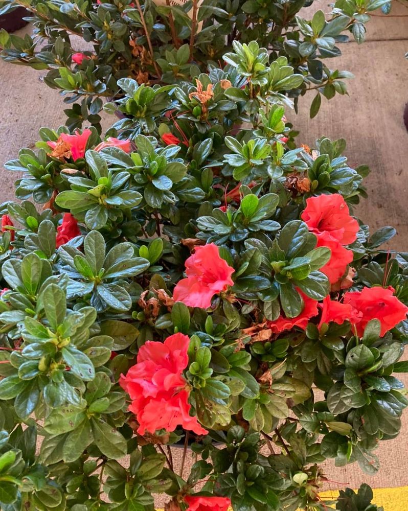 Hardscaping Landscaping for S&R Landscaping and Nursery in Charlotte, NC