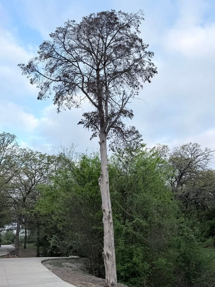 All Photos for Year Round Trees & Concrete Inc. in Fort Worth, TX