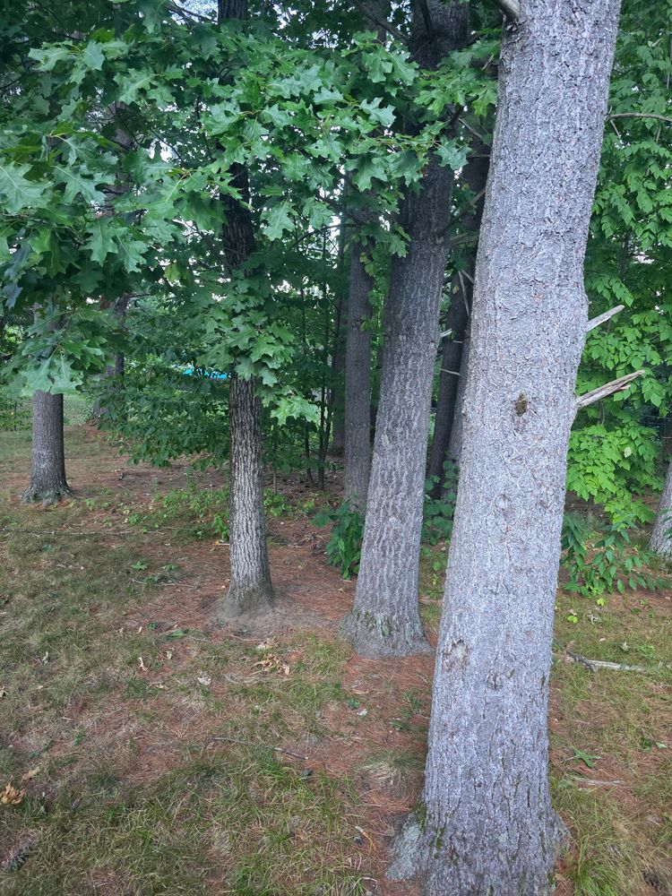 All Photos for Sweet Scapes in Ballston Spa, NY