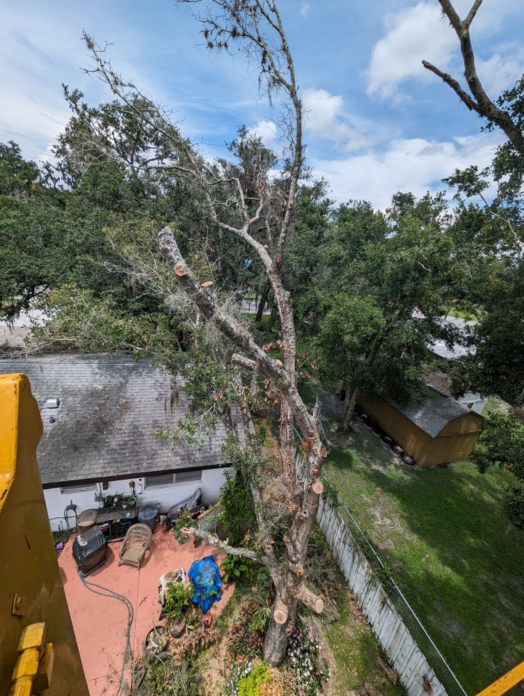 All Photos for Regal Tree Service and Stump Grinding in Wauchula, FL