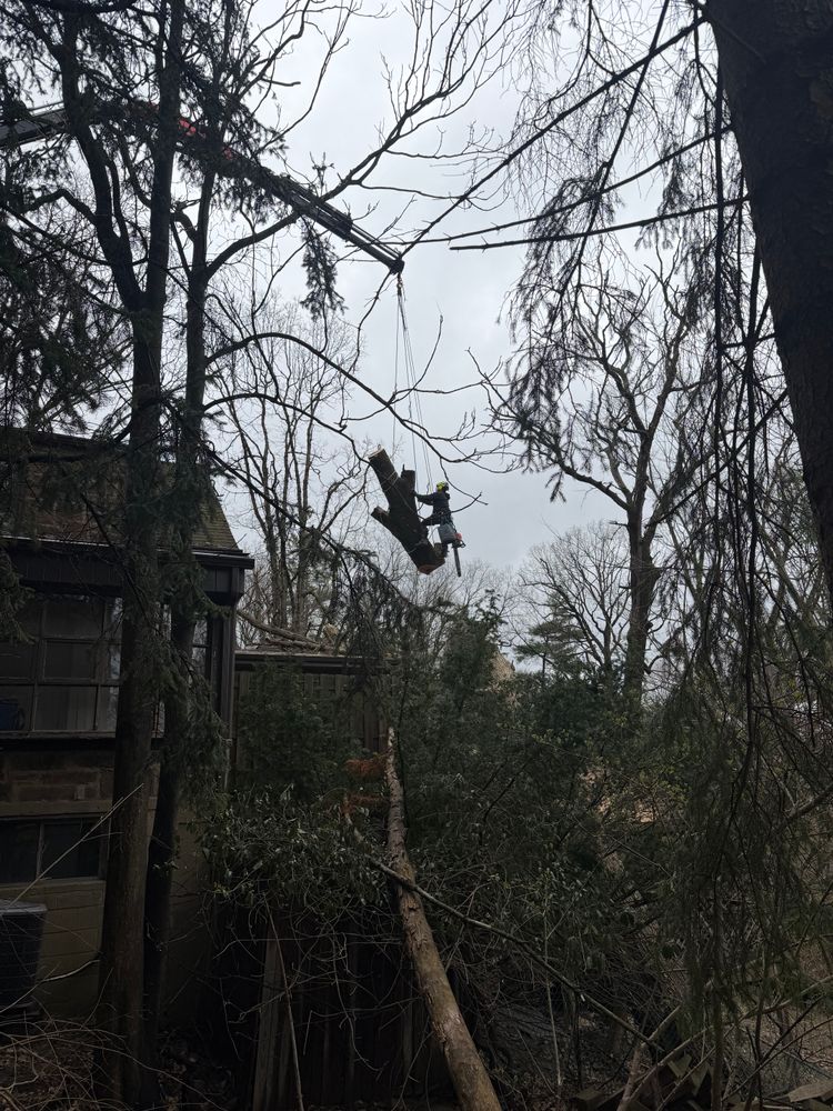 Shrub Trimming for JJ Tree Service in Gibsonia, PA