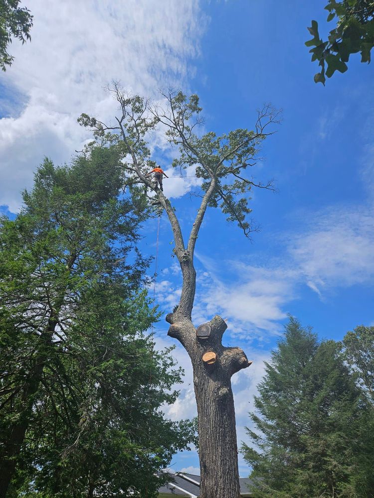 Tree Service for Paradise Landscaping and Tree Service in Greenville, SC