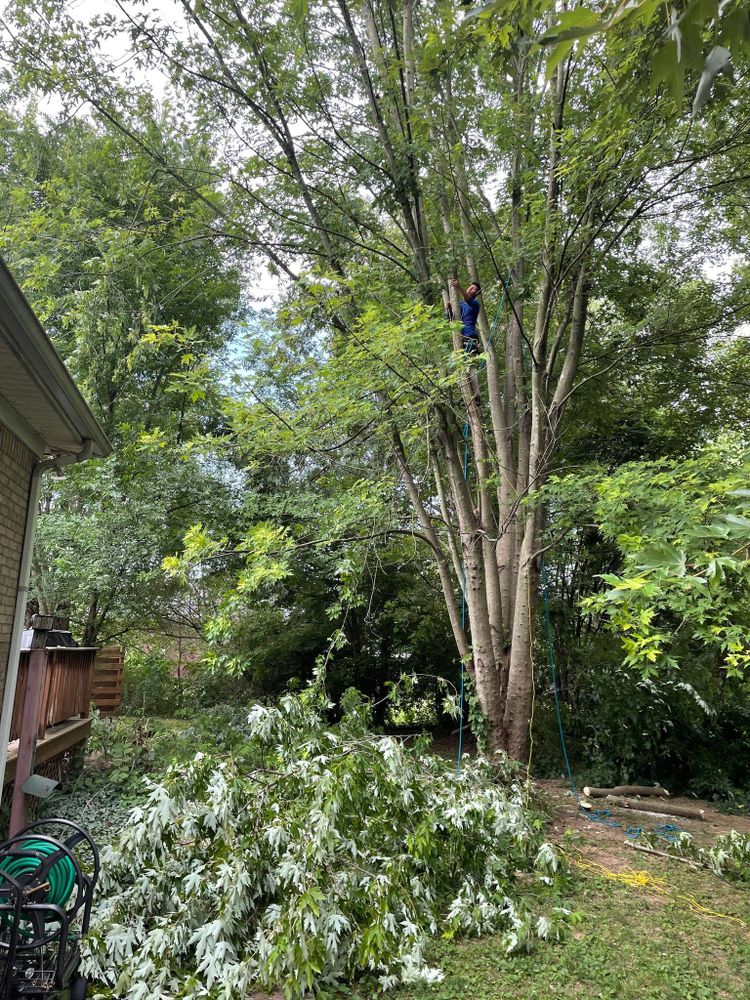 Tree Services for Transforming Landscaping & Tree Service in Bowling Green, KY