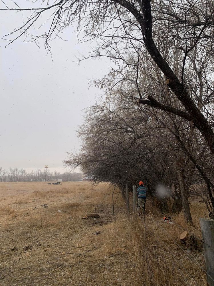 Tree Removal for Two Fellers Tree Service in Buffalo, WY