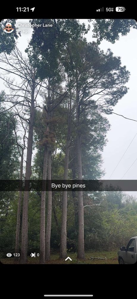All Photos for Morace Tree Service in Natchez,,  MS