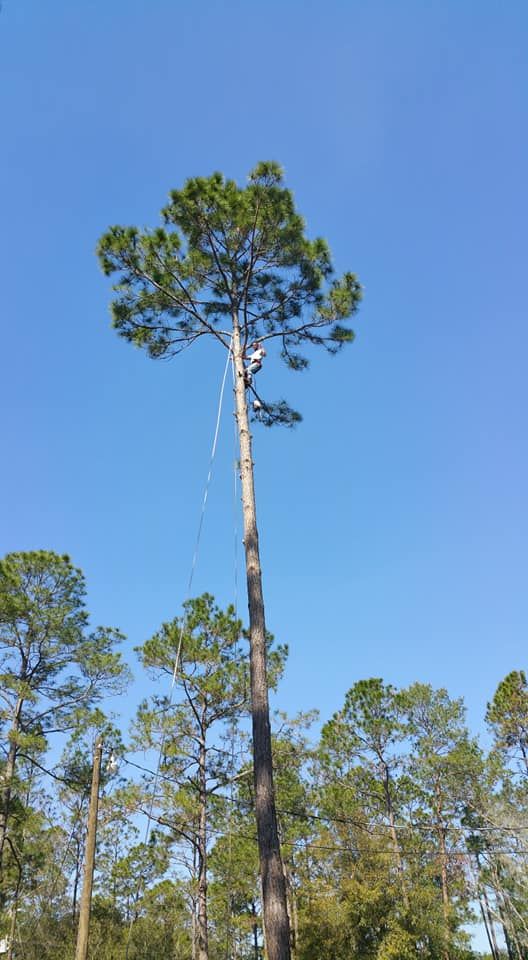 Tree Removal for Asbell's Tree & Land Services in Gilchrist County, FL