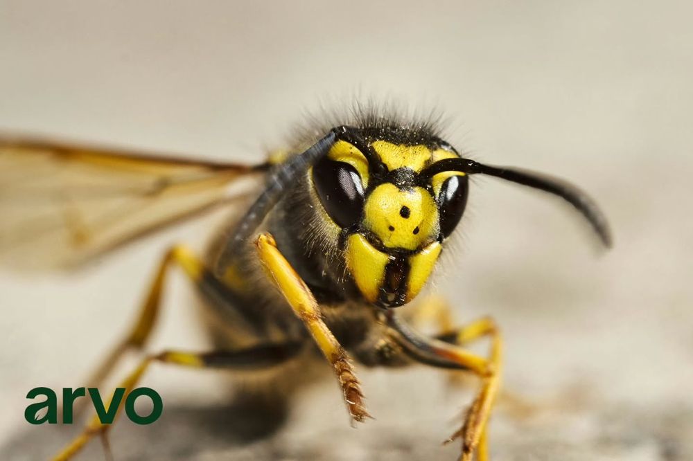 All Photos for Arvo Pest Control in Sandy, UT