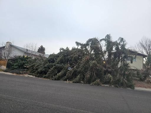 Tree Removal for Portneuf Valley Tree Service in Pocatello, ID