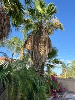 All Photos for Patriot Tree Service in Mesa, AZ