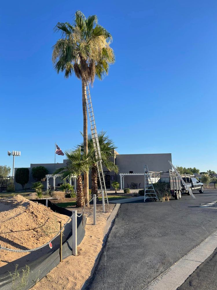 Tree Removal for Oliver L. Palm & Tree services in Yuma County, AZ