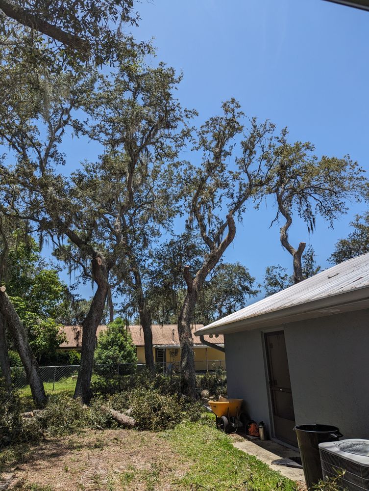 All Photos for Regal Tree Service and Stump Grinding in Wauchula, FL