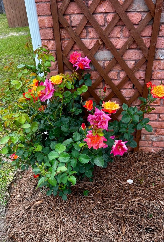 All Photos for Old Florida Lawncare in Baker, FL