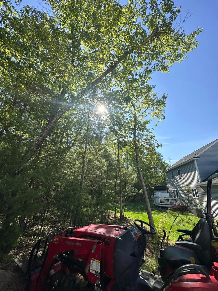 Tree Removal for Leaf and Limb in Townsend, MA