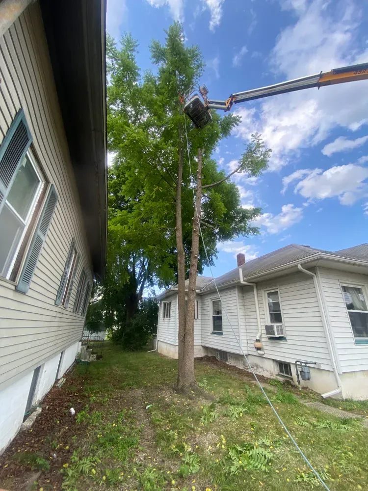 All Photos for Licensed to Cut Tree Service in Athens, PA