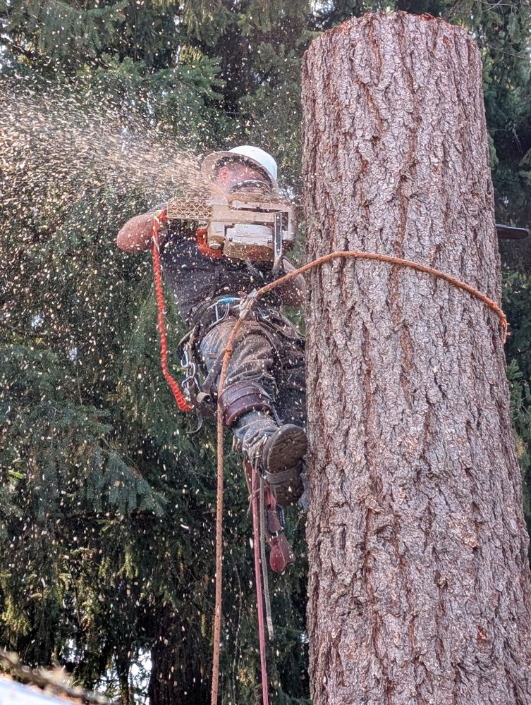 All Photos for Clippys Tree Pros in Stayton, OR
