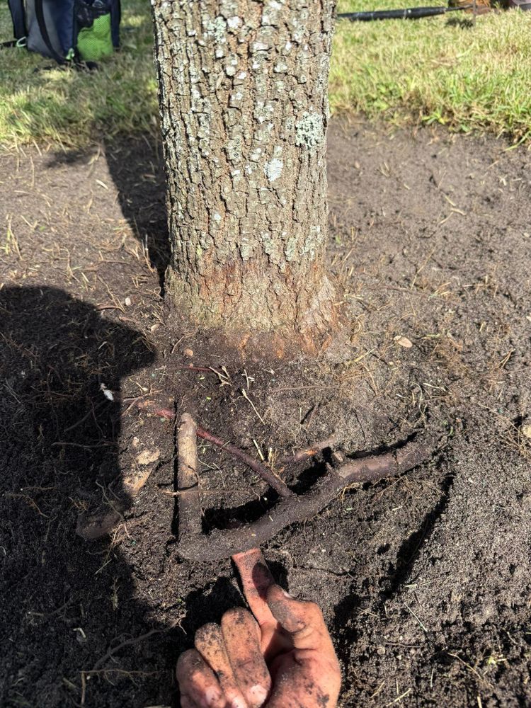 All Photos for MX Trees in Englewood, FL