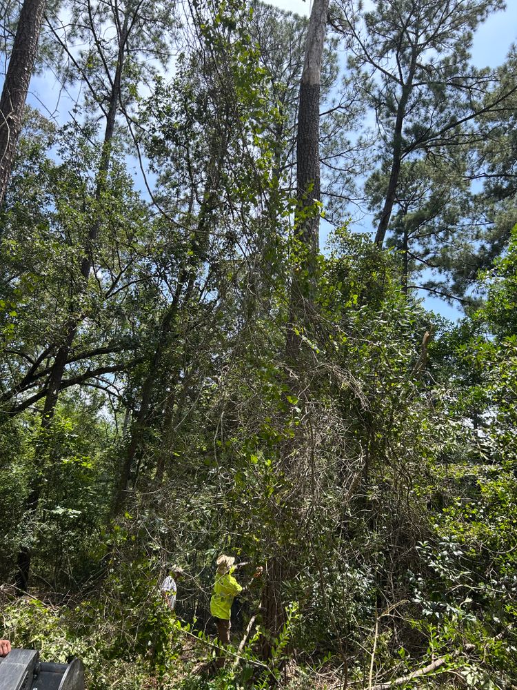 Tree Removal for Broadway & McMullen Construction in Hattiesburg, MS