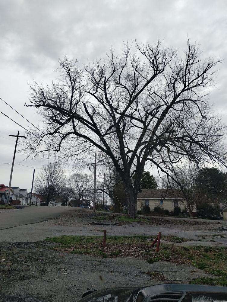 All Photos for Scott's Tree Service in Athens, TN