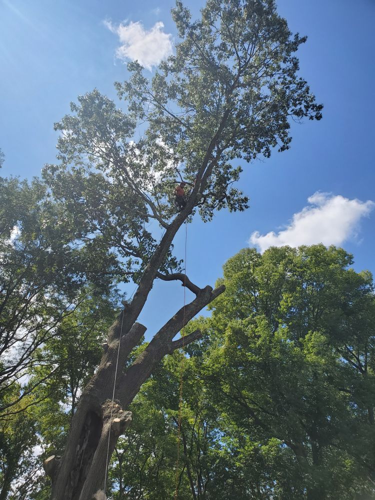 Anstaetts Tree Service team in Batavia, OH - people or person