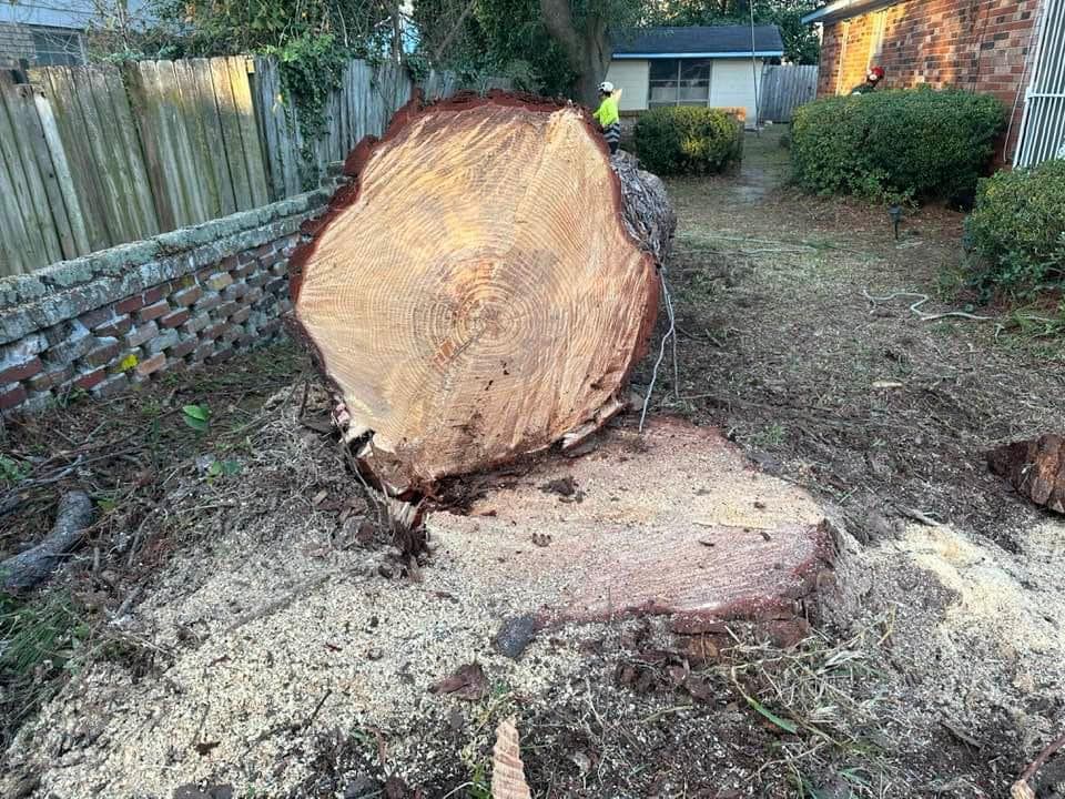 All Photos for Ayla Tree Service in Guyton, GA