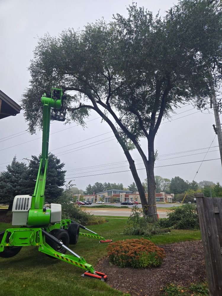 All Photos for Olson Tree Service, Inc in Rockford, IL