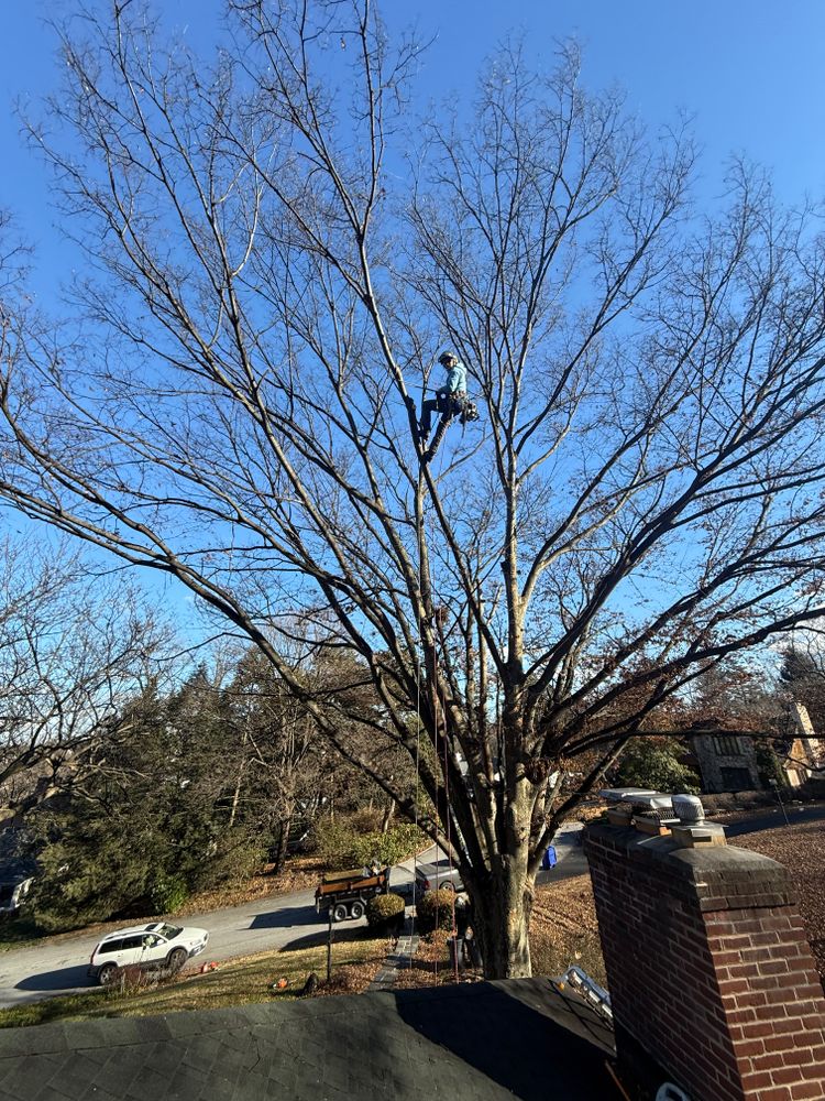 Tree Services for Wiley Landscape Design in York, PA