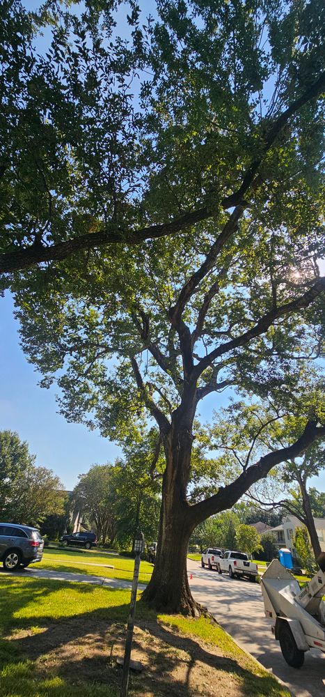 All Photos for Servin's Tree Care  in Houston, TX