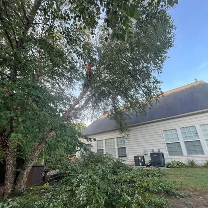 Our professional tree trimming service enhances your landscape's beauty, promotes healthier trees, and ensures safety by expertly removing overgrown branches while maintaining the natural shape of your greenery. for Pedro's Tree Removal in Charlotte, NC