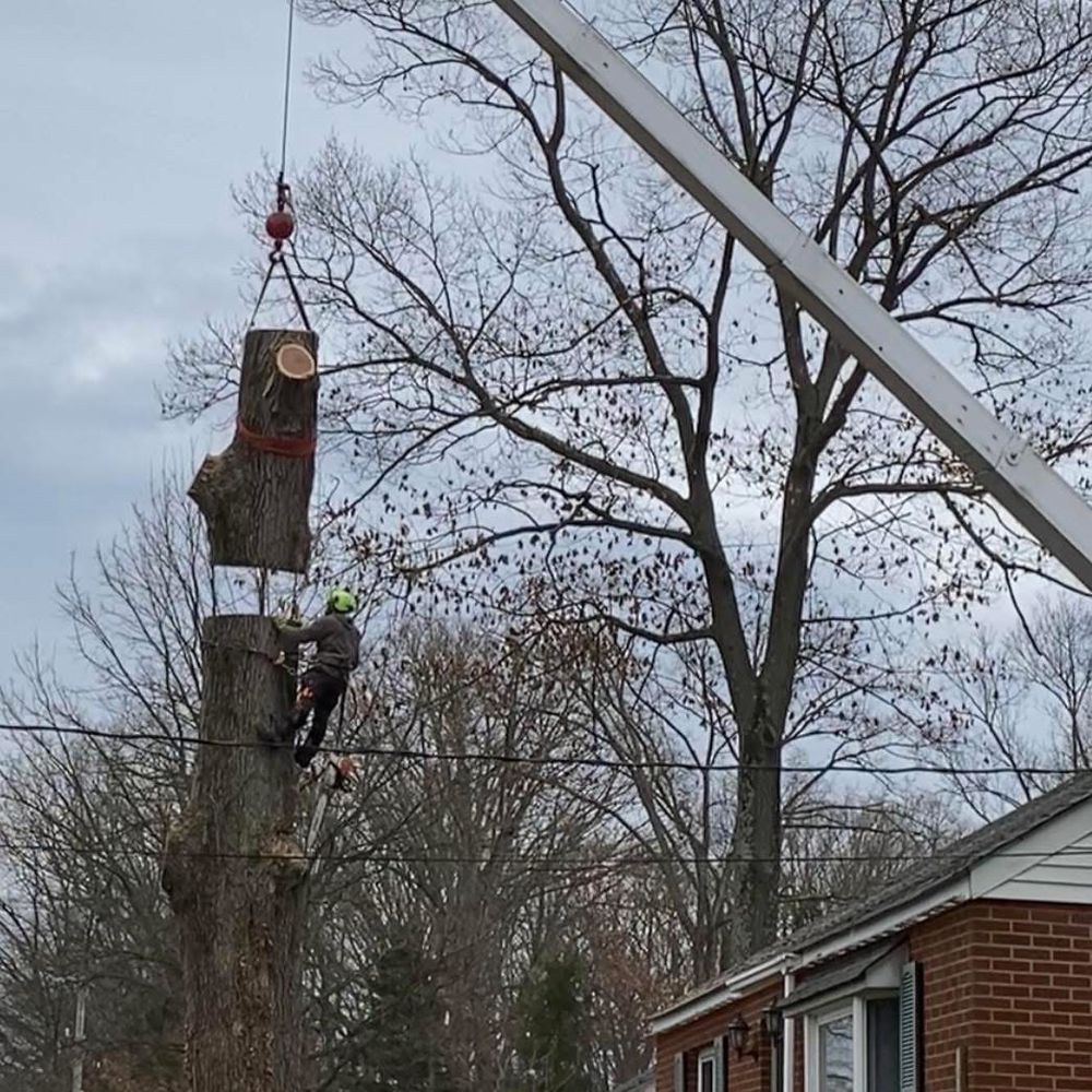 All Photos for Total Tree Service in Washington, NJ