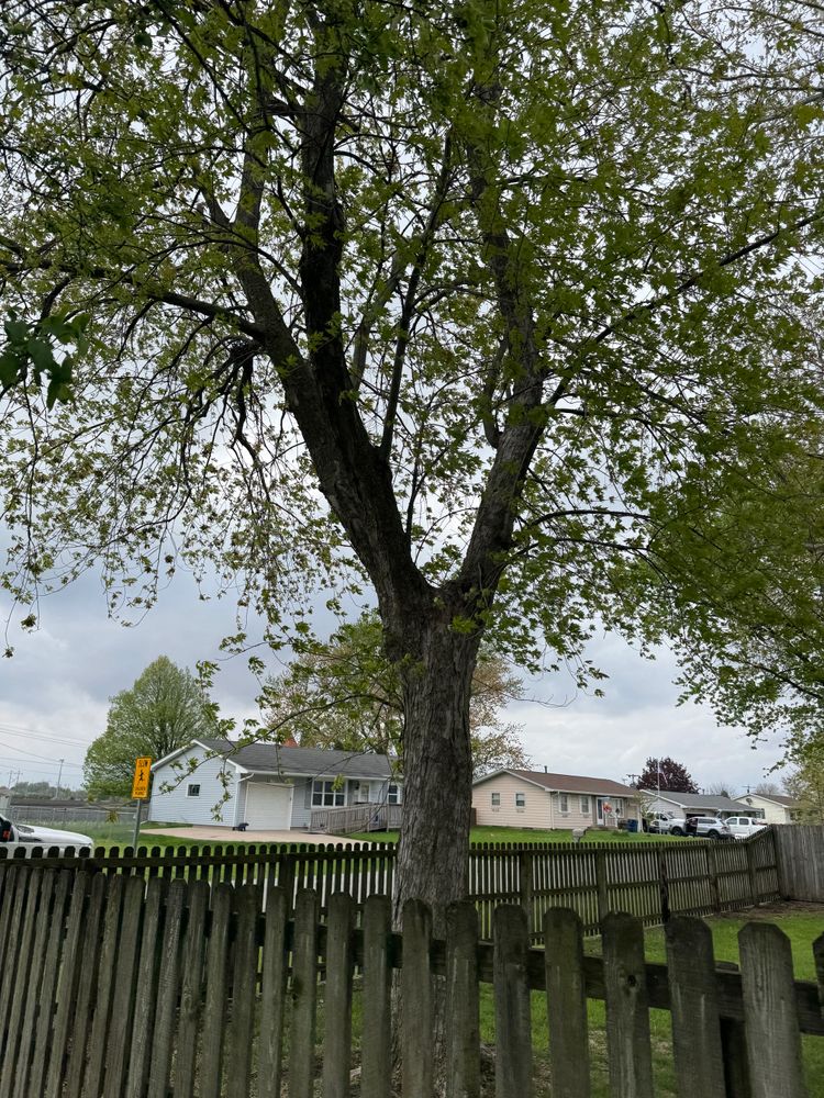 All Photos for Dittmer Tree Service in Davenport, IA