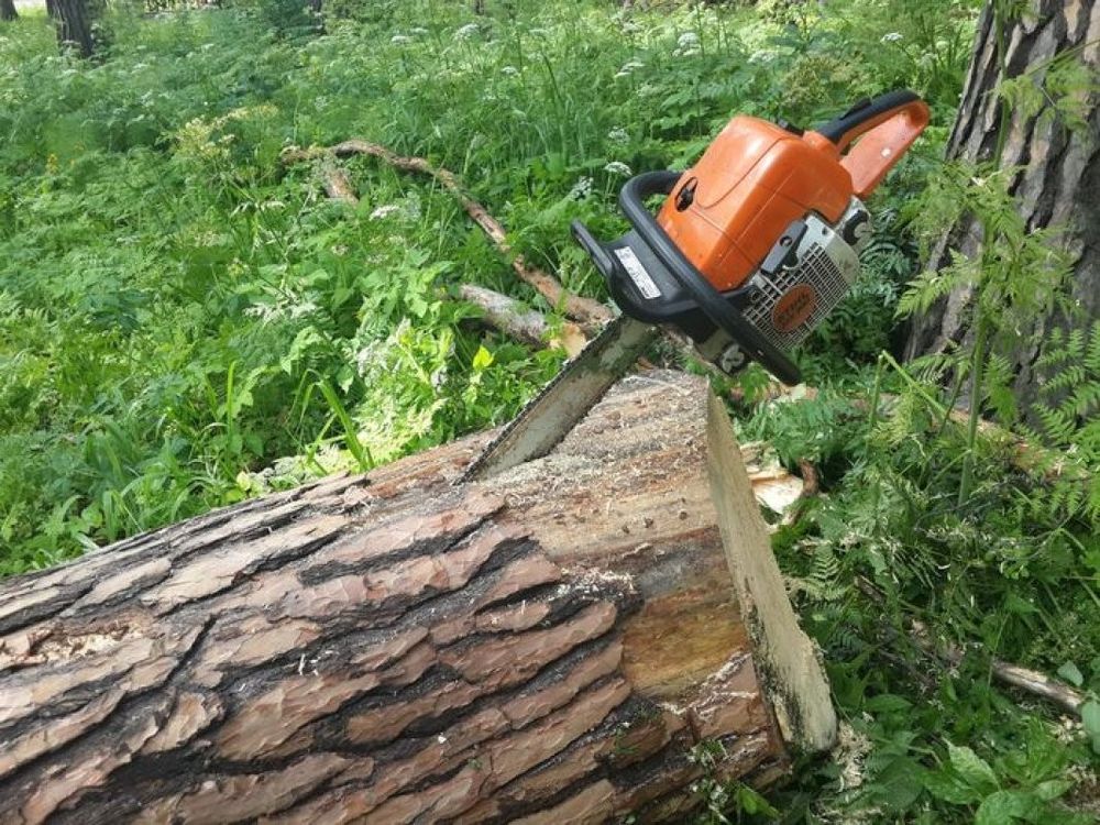Our Tree Trimming & Removal service ensures safe, efficient care and removal of trees, enhancing yard beauty. We also offer expert shrub trimming to maintain healthy growth and improve your landscape's appearance. for Plenty Landscaping Solutions in Indianapolis, IN