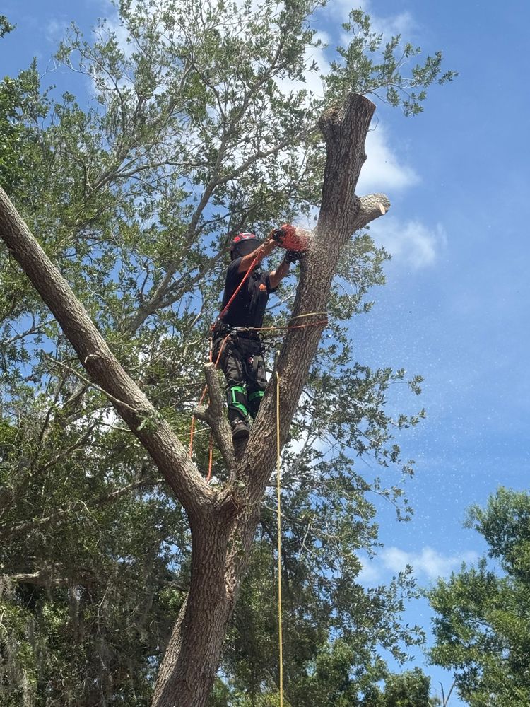 Tree Removal for Damian’s Tree Care in Sarasota, FL