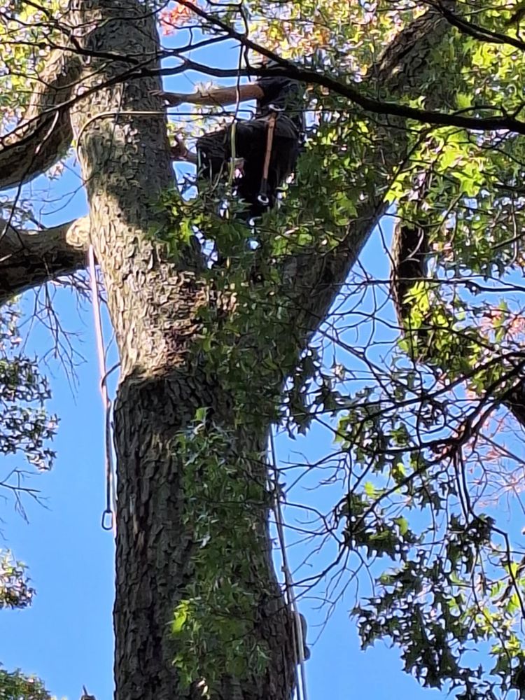 All Photos for Highborn Tree Service in Wheatfield, IN