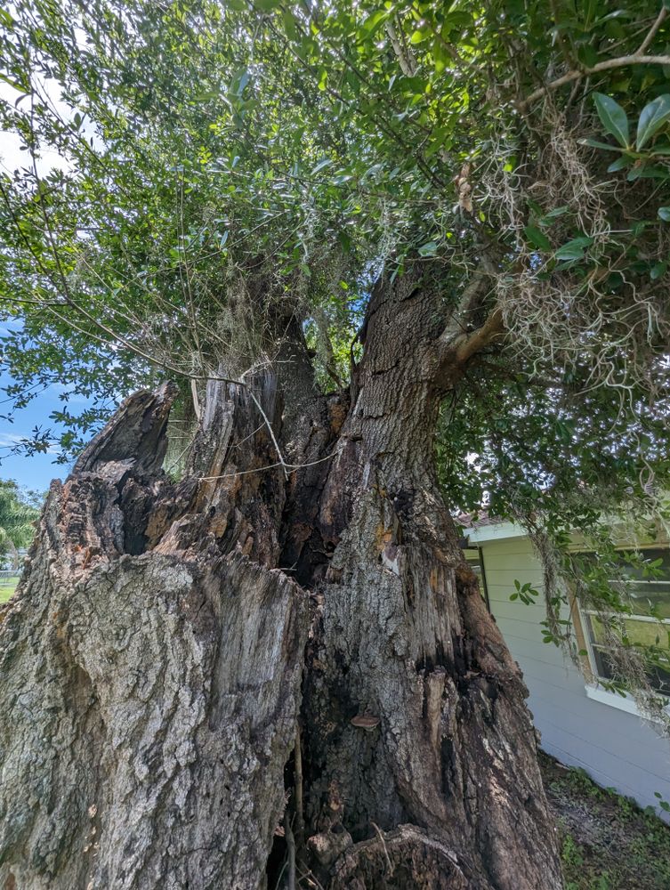 All Photos for Regal Tree Service and Stump Grinding in Wauchula, FL