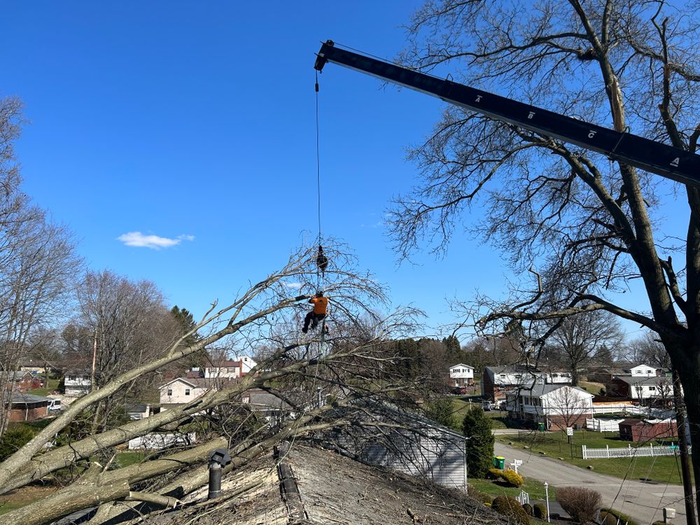 Emergency services  for JJ Tree Service in Gibsonia, PA