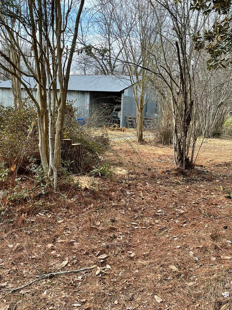 All Photos for Morace Tree Service in Natchez,,  MS