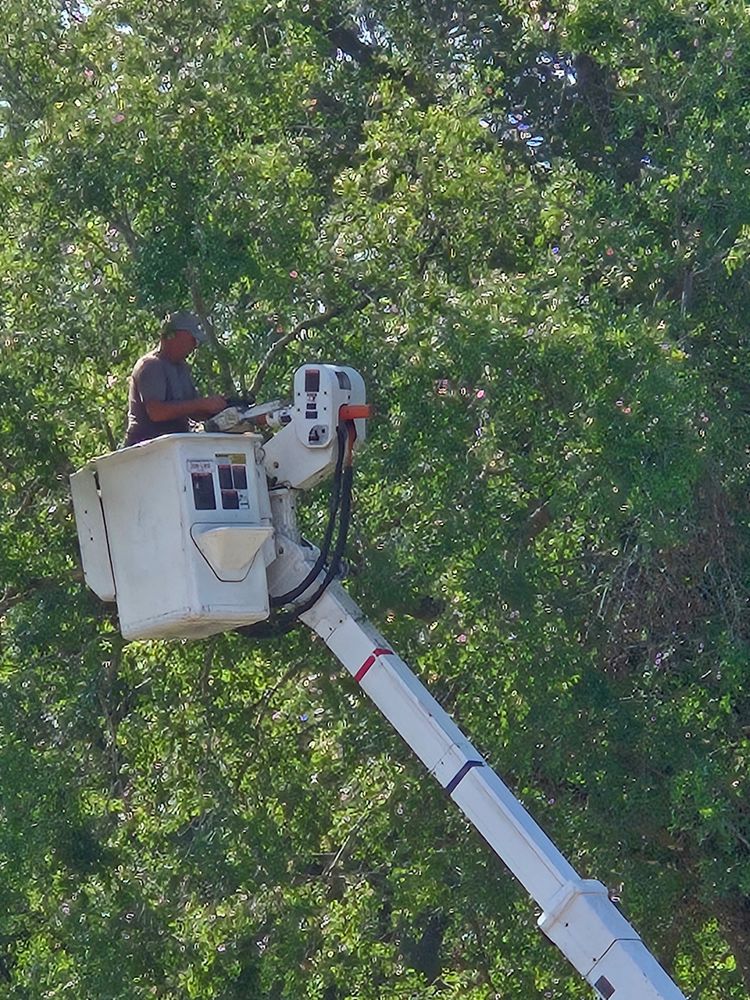 All Photos for Near Me Tree Service, Inc. in DeLand, FL