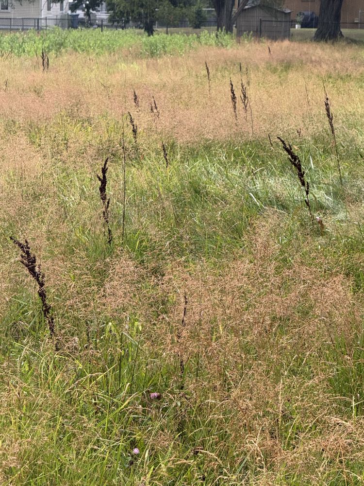 Landscaping Lawn Care for Daugherty's Tough Lawn Care in Essexville, MI