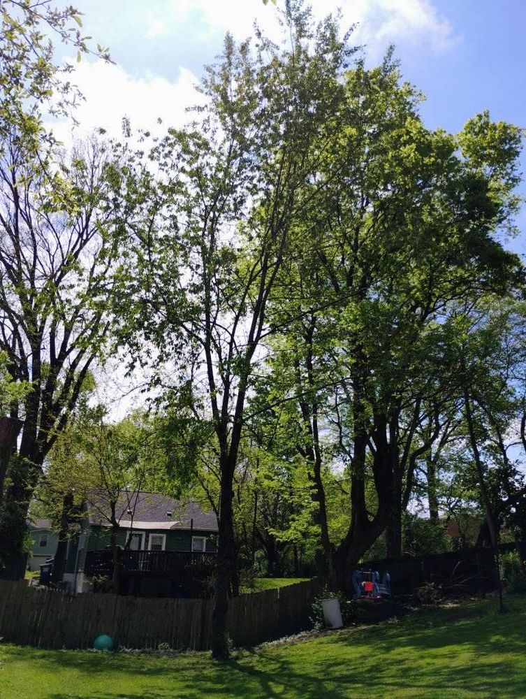 All Photos for Kingdom Tree Trimming and Removal LLC in Covington, KY